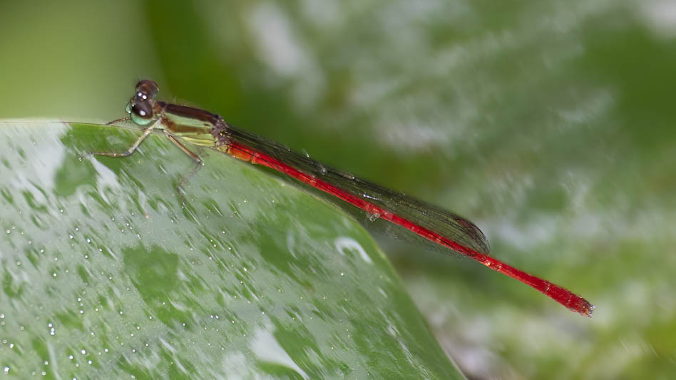 Telebasis garleppi (Montane Firetail) male.jpg